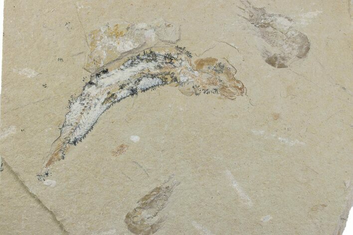 Cretaceous Fish (Gaudryella) and Shrimp Fossils - Hjoula, Lebanon #376359